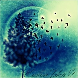 Akasya&nbsp;Kuşları Takip Et