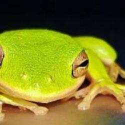 Bahadır Ozan&nbsp;Strong Turkey