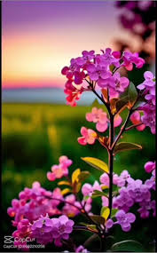 ERDAL YALÇIN&nbsp;YAZ GÜLÜM