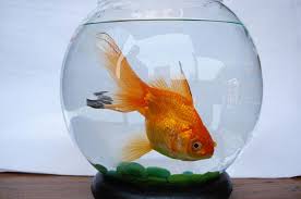 Melankoli Bulutu&nbsp;Akvaryumda Balık