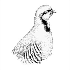 Ömer Arslan&nbsp;Keklik İdim Vurdular