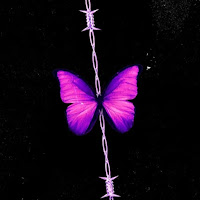 Qointre&nbsp;Butterflies