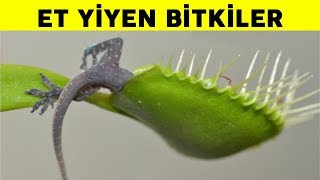 Teleferit&nbsp;Et Yiyen Çiçek